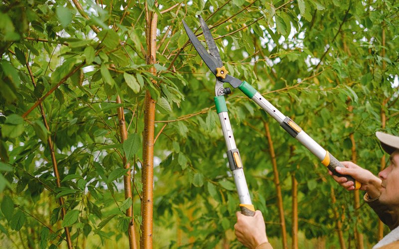 Tree trimming in Challis, ID